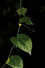 Image result for Kedrostis foetidissima