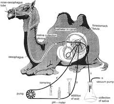 How many stomachs does a camel have? Absorption Of Short Chain Fatty Acids Sodium And Water From The Forestomach Of Camels Springerlink