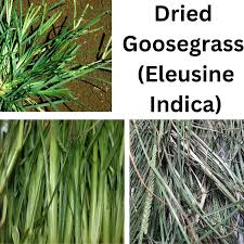 Image result for Eleusine