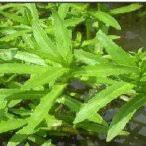 Image result for Enydra fluctuans