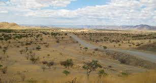 Image result for Plinthus cryptocarpus