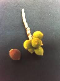 Image result for Ficus stuhlmannii