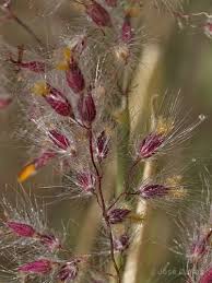 Image result for Tricholaena