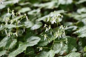 ユキノシタ 雪の下 の花言葉と育て方 効果 効能は Horti ホルティ By Greensnap