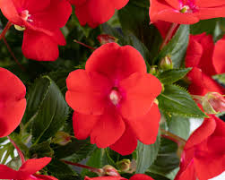 Image result for Impatiens sylvicola