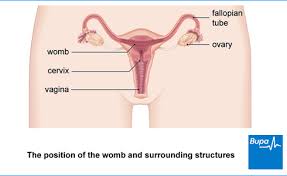We did not find results for: Pelvic Inflammatory Disease Pid Health Information Bupa Uk