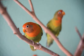 Lovebirds Species Profile