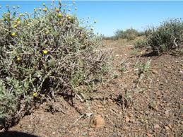 Image result for Pentzia incana