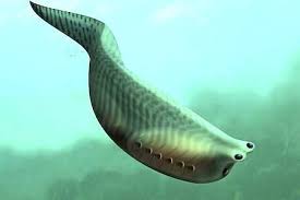 Jawless Ancient Fish Lived 500 Million Years Ago As Metaspriggina Animales Prehistoricos Animales Prehistorico