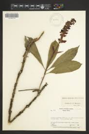 Image result for Alvesia clerodendroides