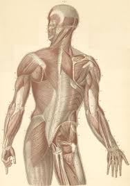Demonstrate sound knowledge of the surface/living and radiological anatomy of the head, neck and. Anatomy Atlases Atlas Of Human Anatomy Plate 12 Figure 1 Muscles Of The Neck Medical Drawings Anatomy