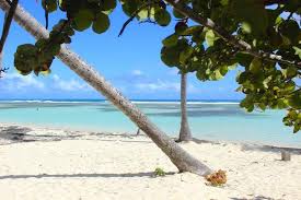 8 Perfect Beaches In Gorgeous Guadeloupe Beach Guadeloupe Tourism