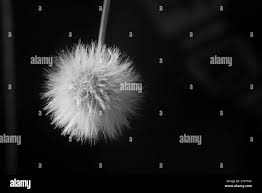 Image result for Emilia discifolia