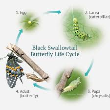 Maybe you would like to learn more about one of these? Illustration Of The Butterfly Life Cycle Gardens With Wings