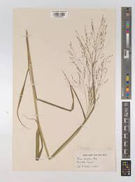 Image result for Panicum schinzii
