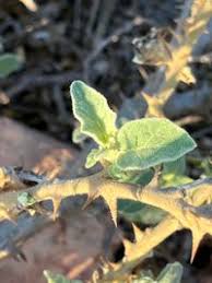 Image result for Solanum campylacanthum 'incanum type'