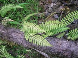 Image result for Arthropteris