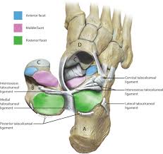 This article is about the different types of joints in the human body and joints are articulations in the human skeletal system, in other words, these are places where bones meet. Centre Of Rotation Of The Human Subtalar Joint Using Weight Bearing Clinical Computed Tomography Scientific Reports