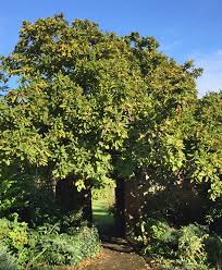 We did not find results for: Unusual Or Exotic Trees The Medlar Mespilus Germanica Woodlands Co Uk