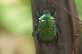 They are classified as chafers, meaning they feed on vegetation, specifically leaves. June Bug Control Pest Control Chemicals 800 877 7290