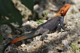 Check spelling or type a new query. West African Rainbow Lizard Globalphilip Galleries Digital Photography Review Digital Photography Review