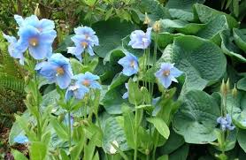 Rich blue flowers in june. Symbol Of Sacrifice Otago Daily Times Online News