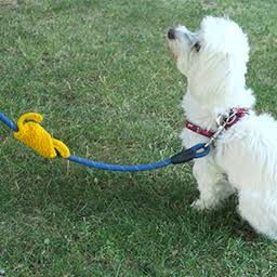 Energyvet - Yellow ribbon