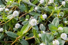 Image result for Gomphrena celosioides