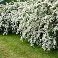 Bridal wreath spirea for sale