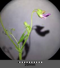 Image result for Lathyrus hirsutus