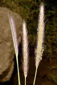 Image result for Cenchrus geniculatus