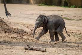 Elephant calf viewing update! 🐘 We've loved seeing so many of you share in  the joy of welcoming our newest elephant calf—and we're excited to share an  updated viewing schedule! Starting this