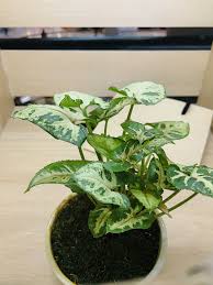 Narrow vases are perfect for this plant, depending on the size. 15 Best Kitchen Plants Houseplants To Grow In Your Kitchen