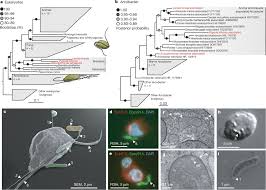 Marry you_урезанная — bruno mars. Environmental Breviatea Harbour Mutualistic Arcobacter Epibionts Nature