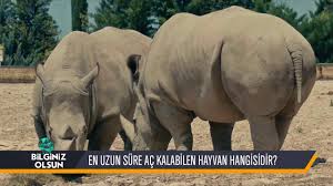 En Uzun Sure Ac Kalan Hayvan Hangisidir Youtube