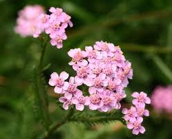 See more ideas about perennials, flowers perennials, flowers. A List Of Perennial Flowers From A To Z With Pictures