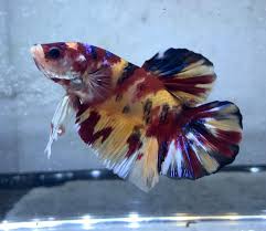 Apalagi ikan cupang juga tidak membutuhkan tempat pemeliharaan yang luas dan modal awal yang banyak. Betta Via Giant Multicolor Yellow Base Harganya Wajar Facebook