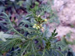 Image result for Carrichtera annua