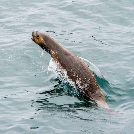 OnThisDay in 2017, Enric Sala observed these South American sea lions  (Otaria flavescens) congregating in Francisco Coloane Marine Park during an  expedition in the Chilean fjords.