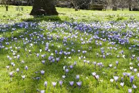 There are plenty of choices to choose from for each bulb type. 6 Easy To Grow Bulbs For Beautiful Spring Flowers Casa Jardin Flores Dominicos