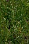 Image result for Cynoglossum lanceolatum