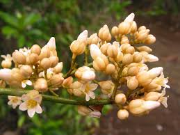 Image result for Connaraceae