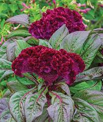How To Grow Crazy Colorful Celosia Flowers Gardener S Path