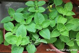 Image result for Coleus amboinicus