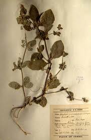 Image result for Blepharis maderaspatensis