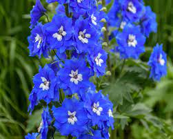 It is a perennial herb of the ranunculaceae family and the genus delphinium. Delphinium How To Plant Grow And Care For Delphinium Flower Hgtv