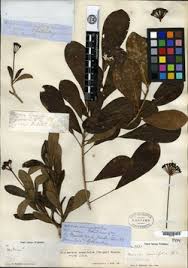 Image result for Cussonia arenicola