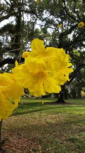 Image result for Handroanthus chrysotrichus