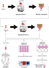 Red blood cells carry oxygen through the body; Bone Marrow Donor Selection And Characterization Of Mscs Is Critical For Pre Clinical And Clinical Cell Dose Production Journal Of Translational Medicine Full Text