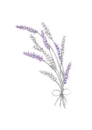 Lavender Original Artwork Flower Sketches Flower Drawing Lavender Tattoo